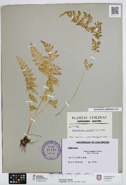 Cystopteris apiiformis [Espécimen: UDEC:CONC:0097430]