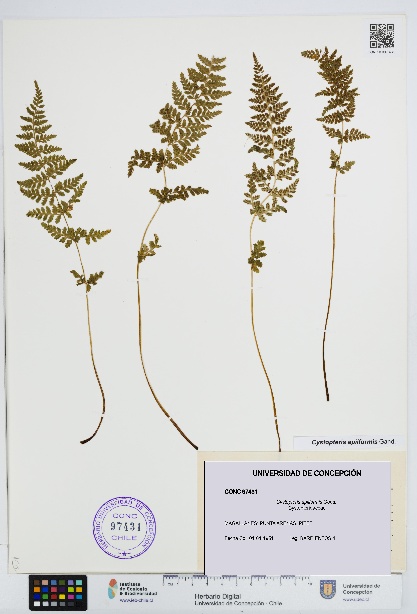 Cystopteris apiiformis [Espécimen: UDEC:CONC:0097431]