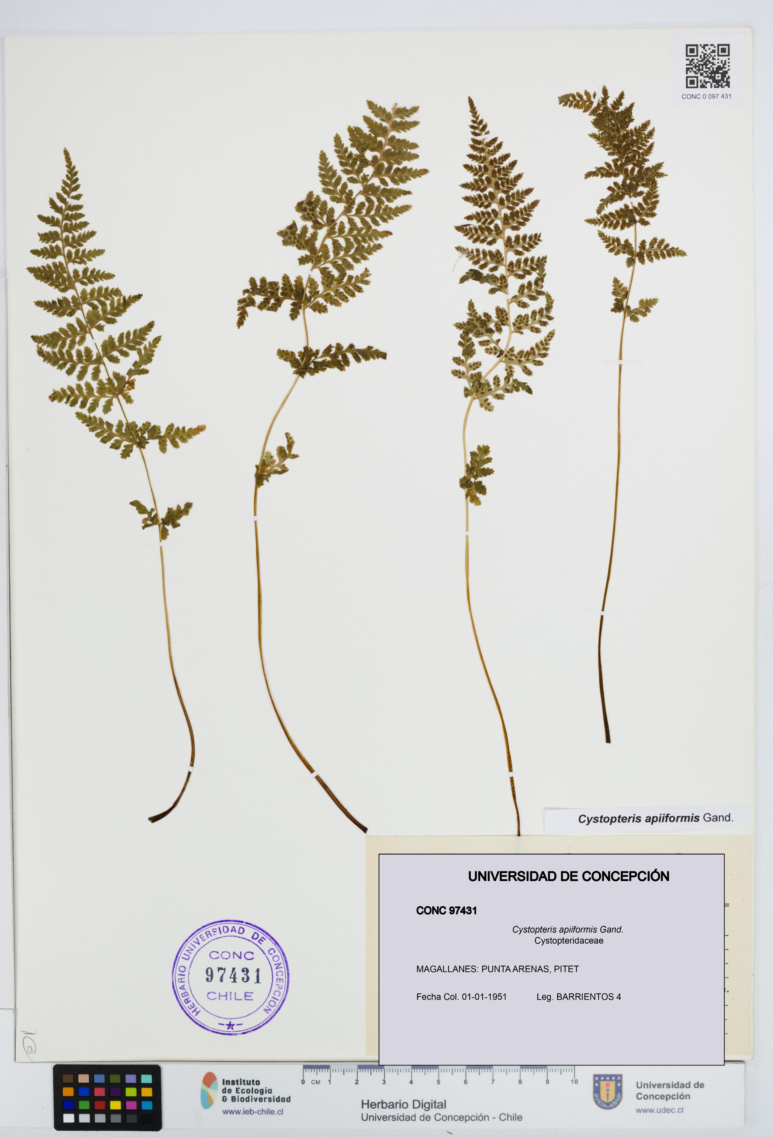 Cystopteris apiiformis [Espécimen: UDEC:CONC:0097431]