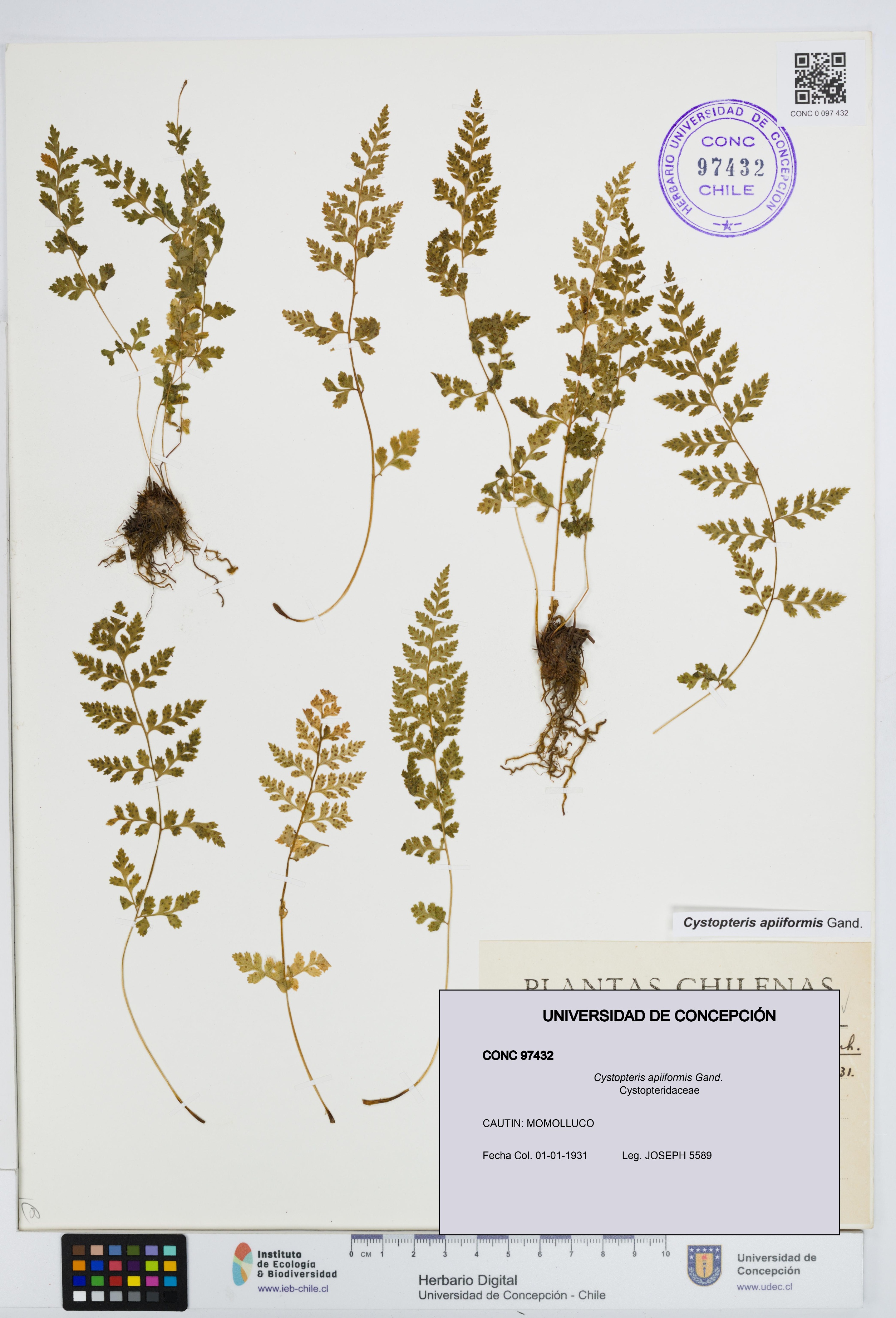 Cystopteris apiiformis [Espécimen: UDEC:CONC:0097432]