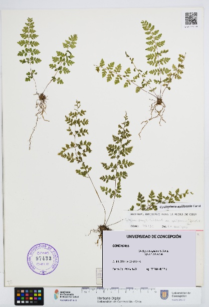 Cystopteris apiiformis [Espécimen: UDEC:CONC:0097433]
