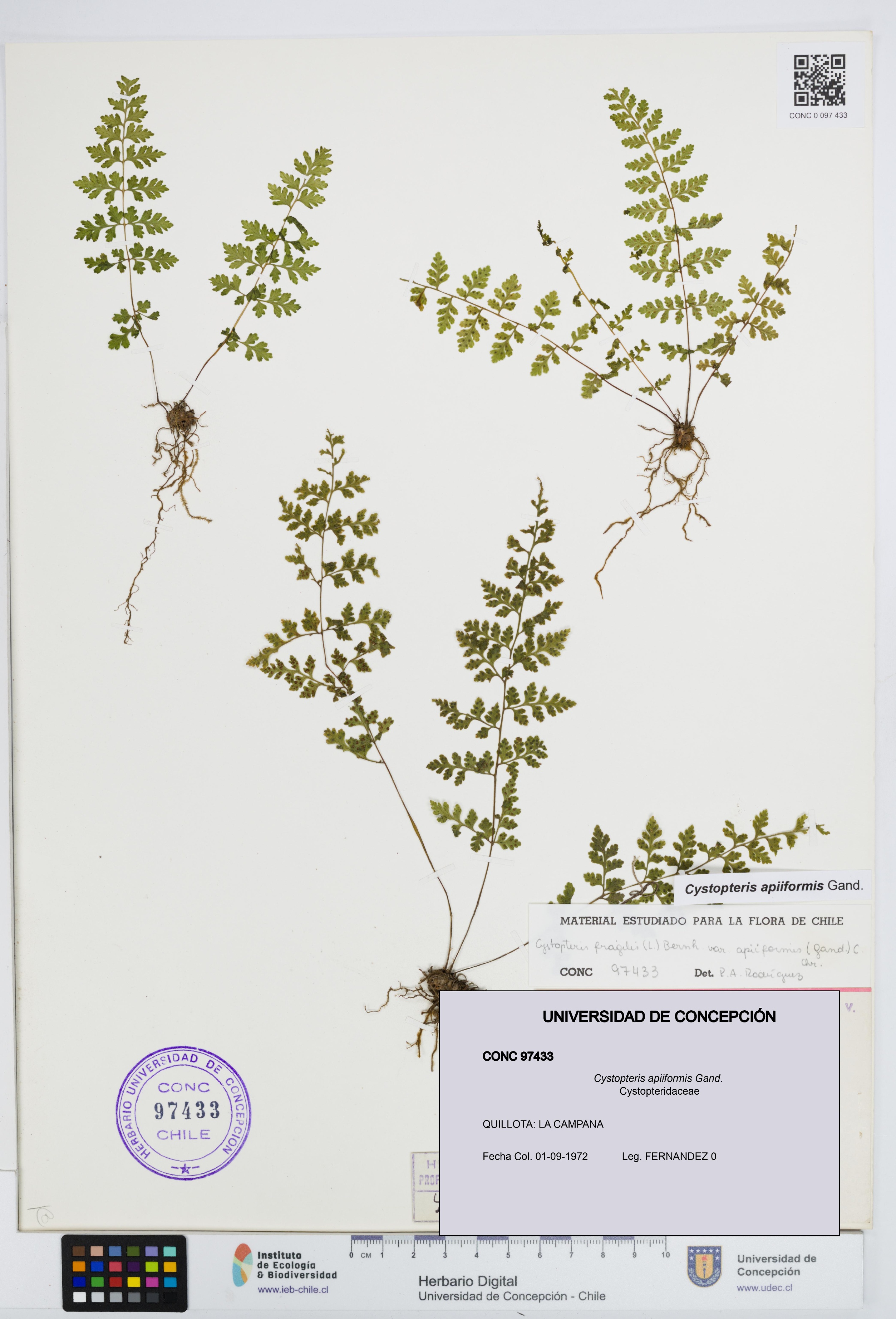 Cystopteris apiiformis [Espécimen: UDEC:CONC:0097433]