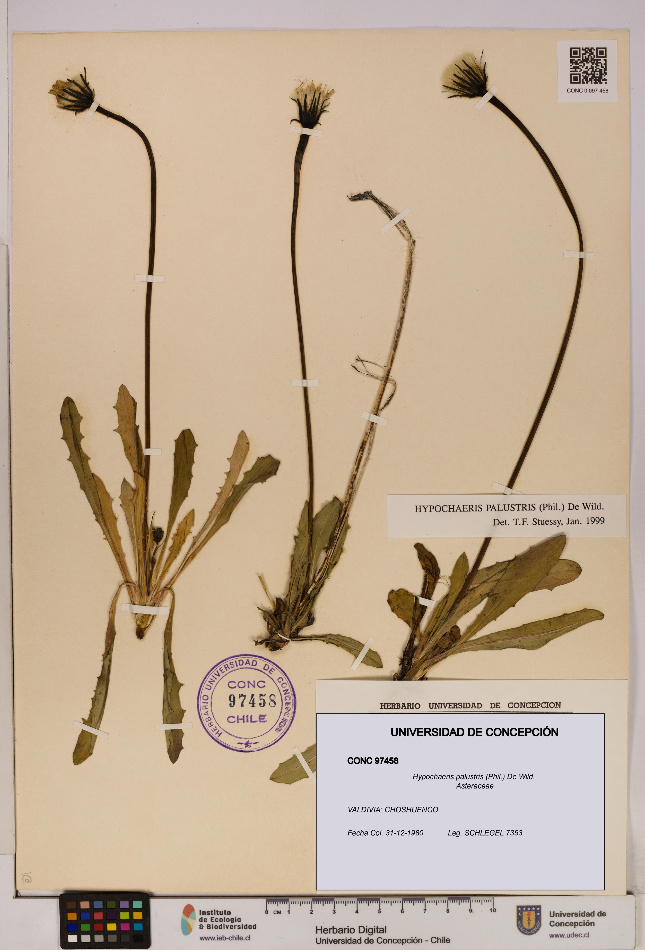 Hypochaeris palustris [Espécimen: UDEC:CONC:0097458]
