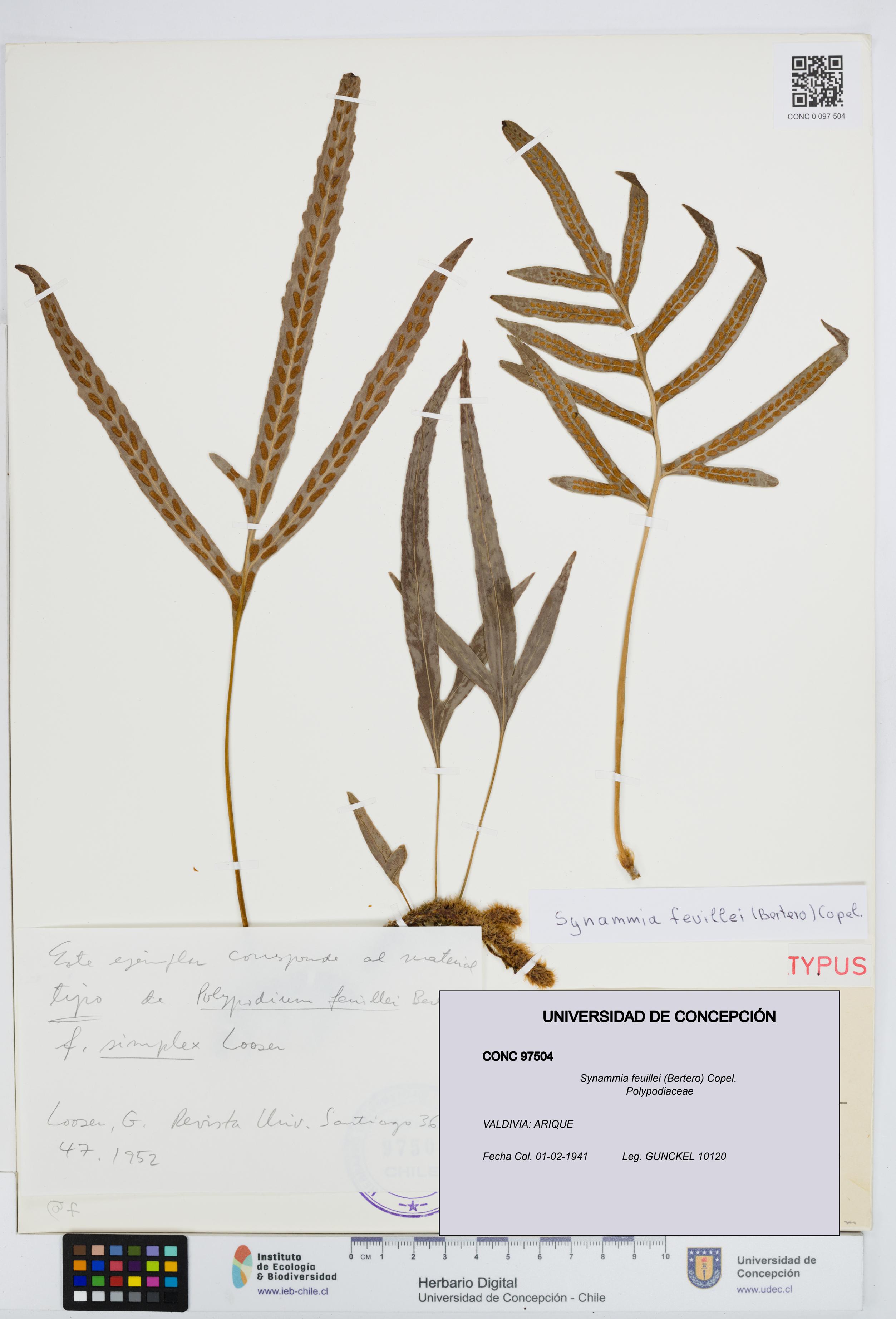 Synammia feuillei [Espécimen: UDEC:CONC:0097504]
