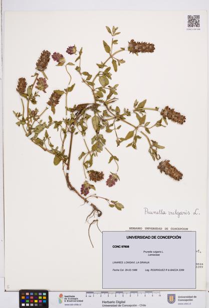 Prunella vulgaris [Espécimen: ]