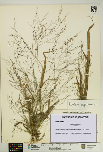 Panicum capillare [Espécimen: UDEC:CONC:0097612]
