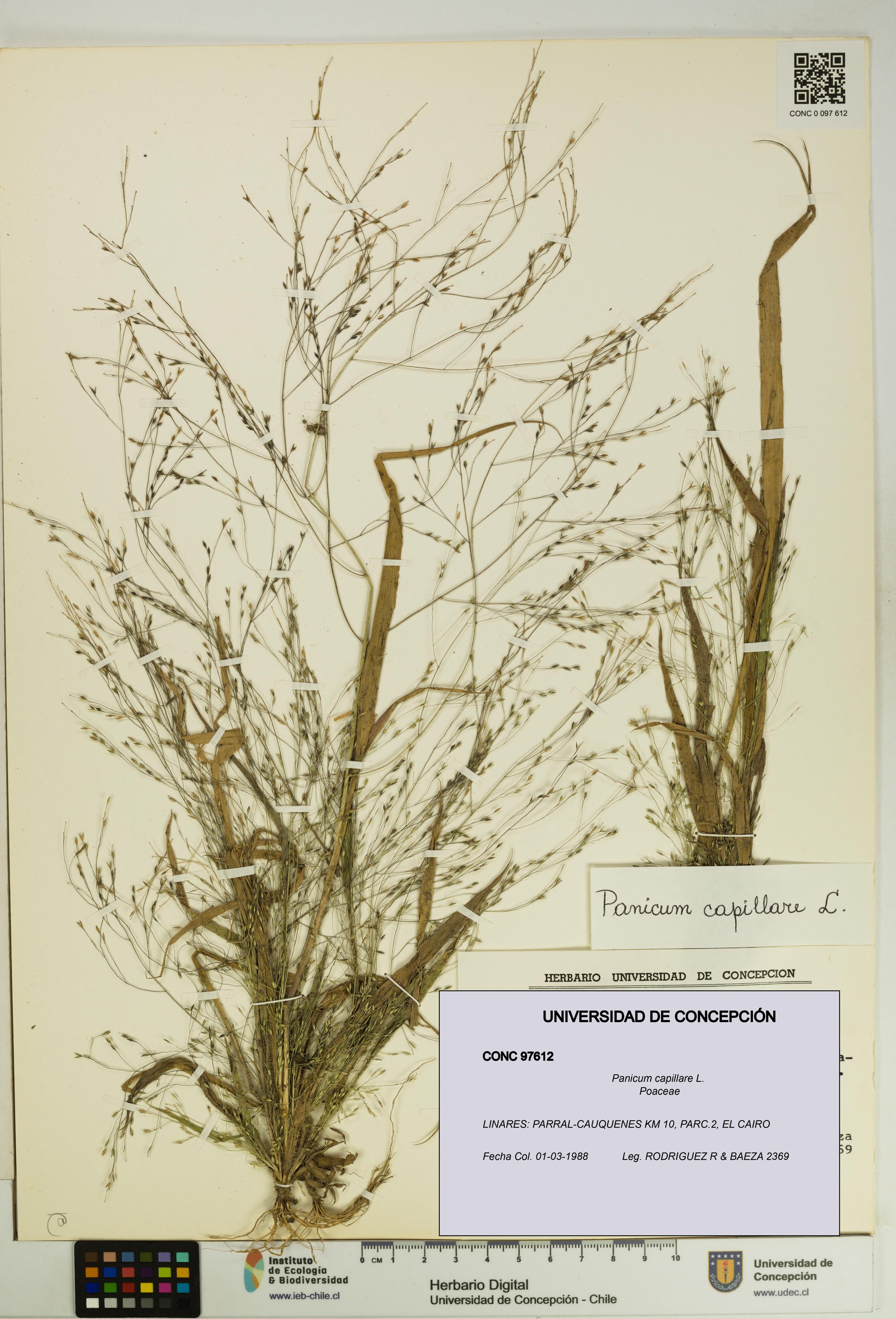 Panicum capillare [Espécimen: UDEC:CONC:0097612]