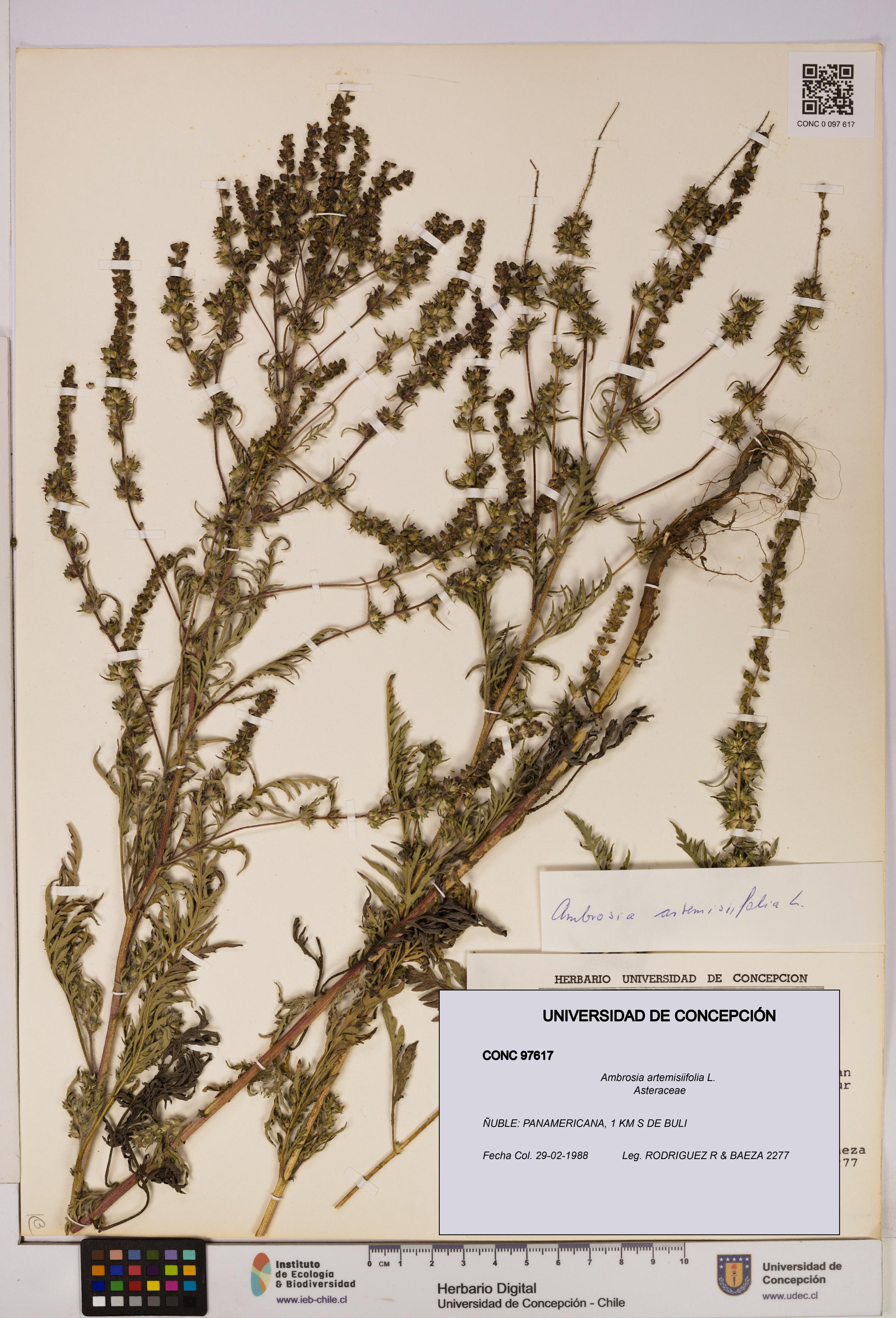 Ambrosia artemisiifolia [Espécimen: UDEC:CONC:0097617]