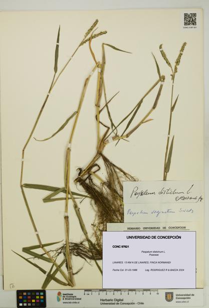 Paspalum distichum [Espécimen: UDEC:CONC:0097621]