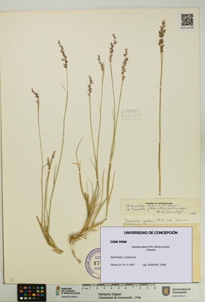 Nassella gibba [Espécimen: UDEC:CONC:0097638]