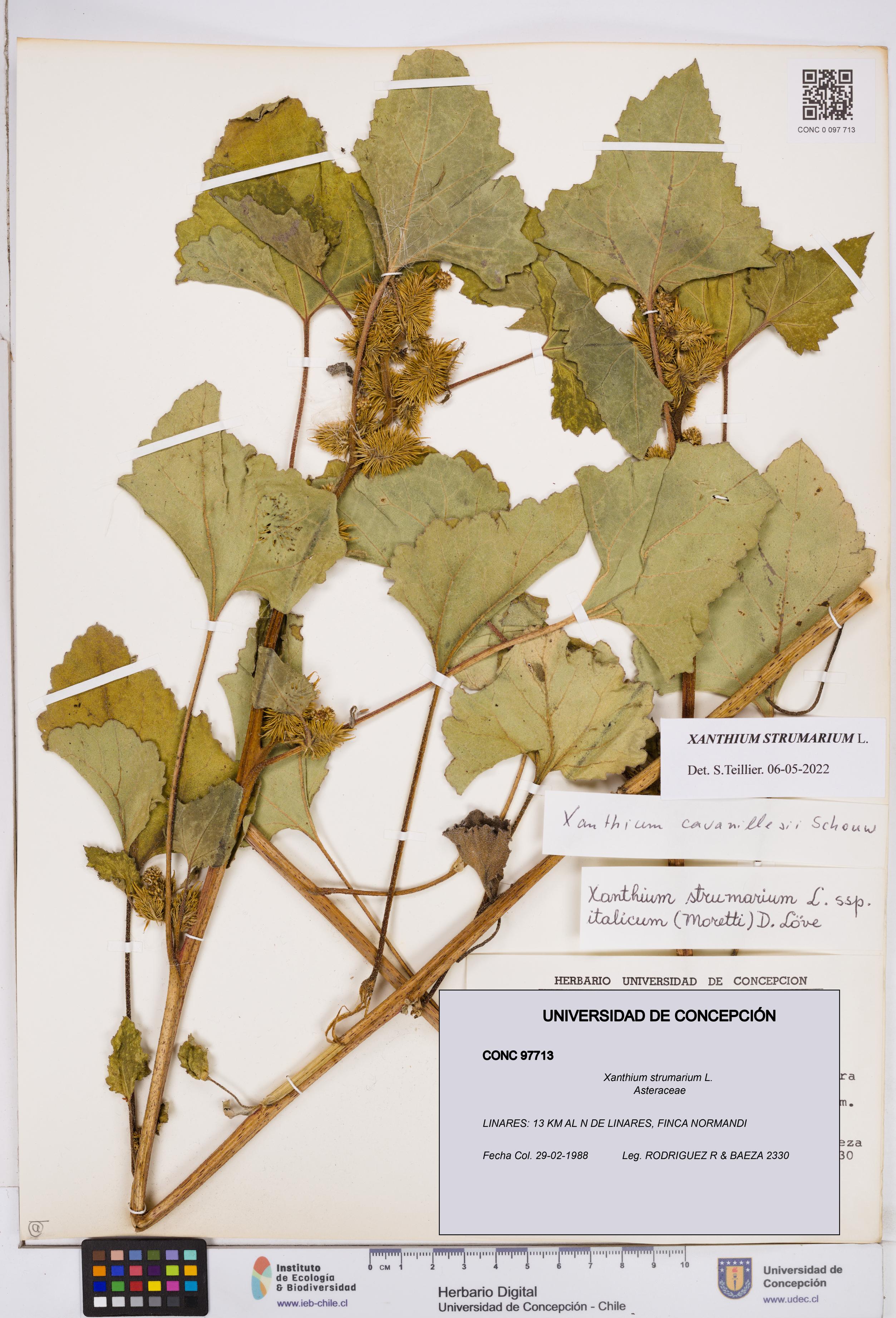 Xanthium strumarium [Espécimen: ]
