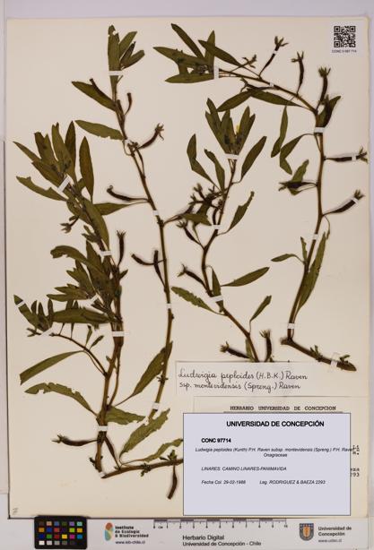 Ludwigia peploides subsp. montevidensis [Espécimen: UDEC:CONC:0097714]