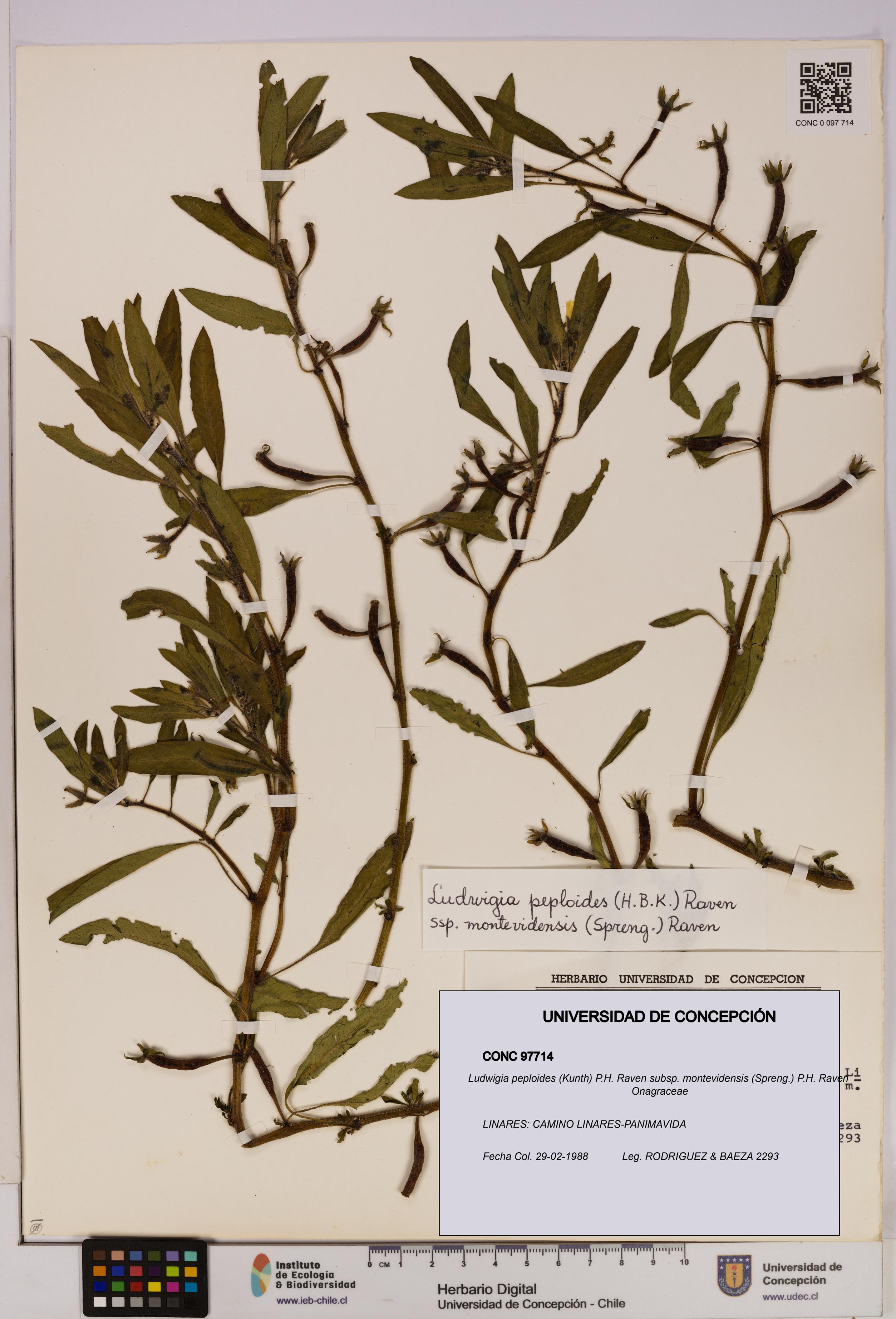 Ludwigia peploides subsp. montevidensis [Espécimen: UDEC:CONC:0097714]