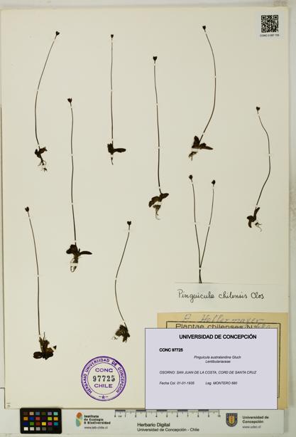 Pinguicula australandina [Espécimen: UDEC:CONC:0097725]