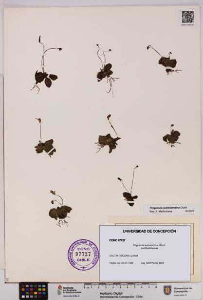 Pinguicula australandina [Espécimen: UDEC:CONC:0097727]