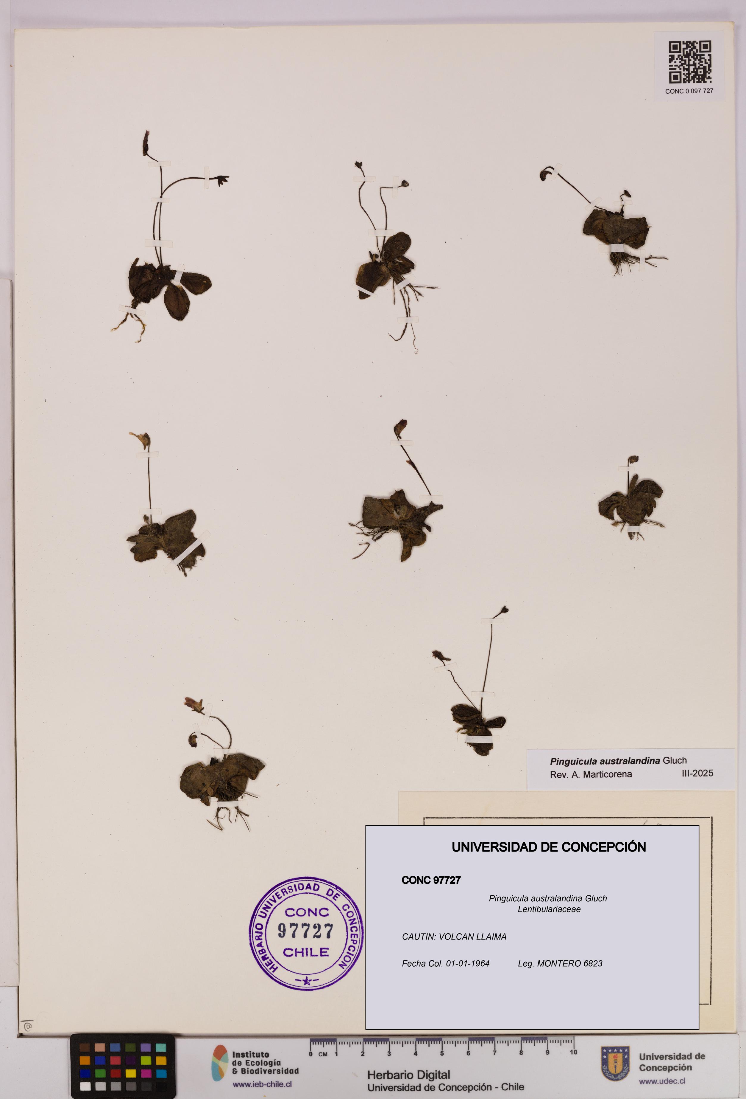 Pinguicula australandina [Espécimen: UDEC:CONC:0097727]
