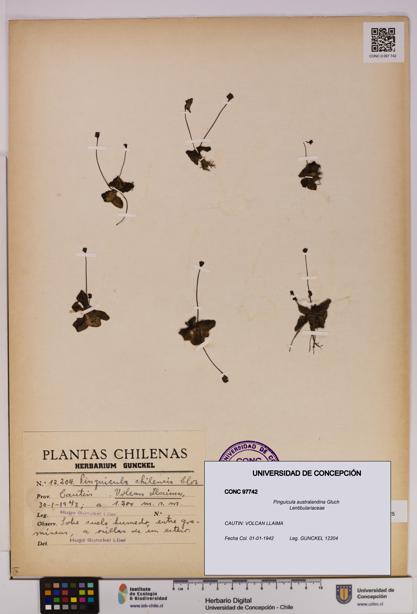 Pinguicula australandina [Espécimen: UDEC:CONC:0097742]