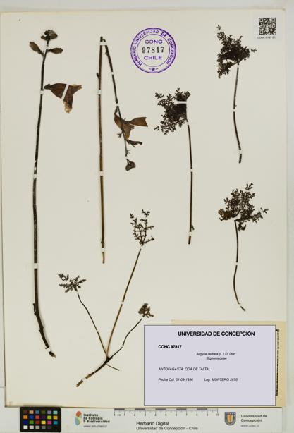 Argylia radiata [Espécimen: UDEC:CONC:0097817]