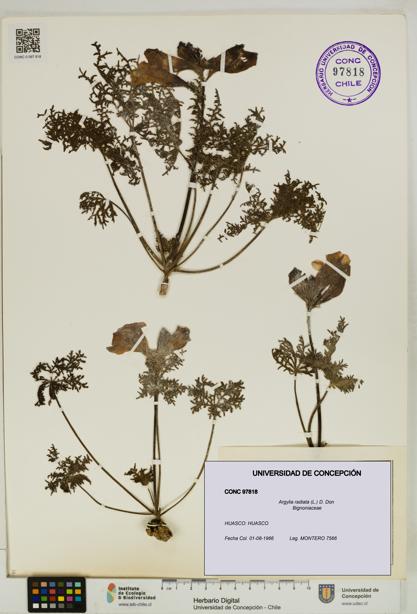 Argylia radiata [Espécimen: UDEC:CONC:0097818]