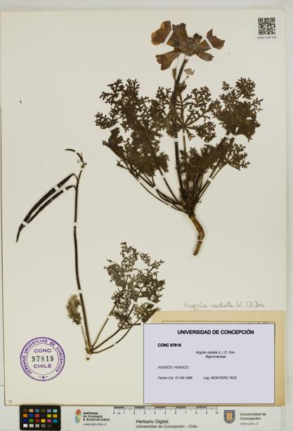 Argylia radiata [Espécimen: UDEC:CONC:0097819]
