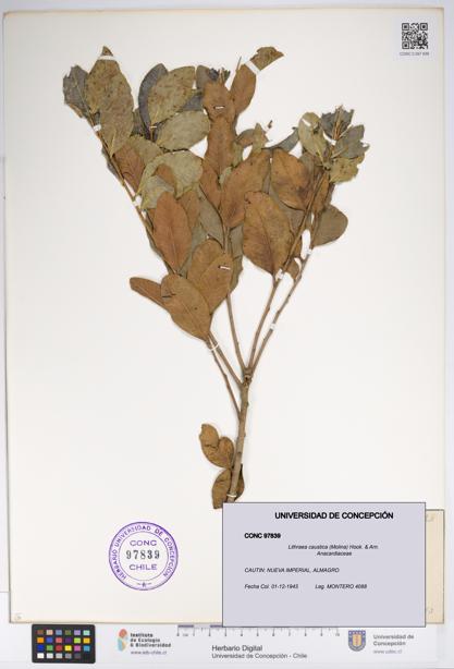 Lithraea caustica [Espécimen: UDEC:CONC:0097839]