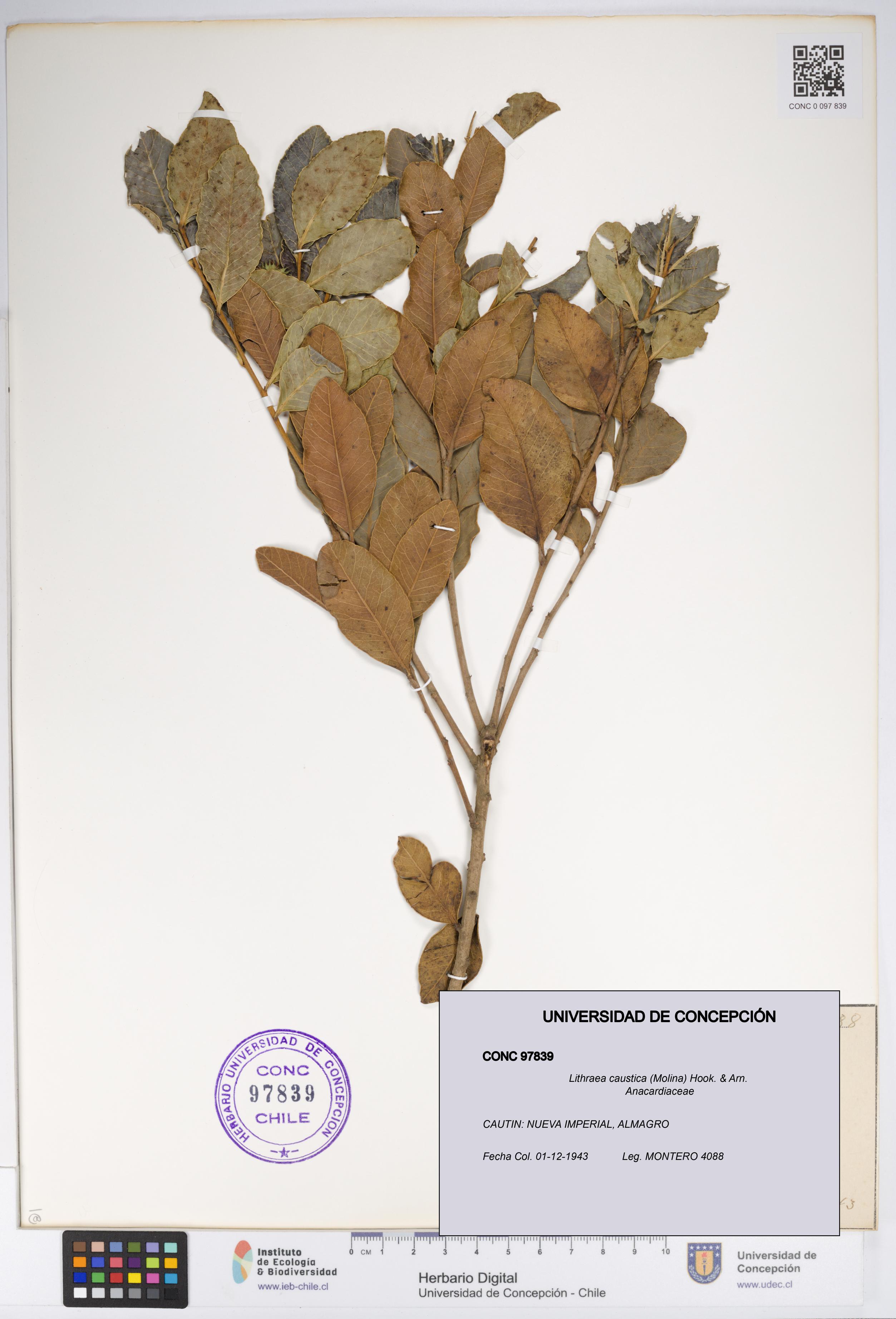 Lithraea caustica [Espécimen: UDEC:CONC:0097839]