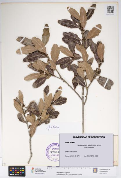 Lithraea caustica [Espécimen: UDEC:CONC:0097840]