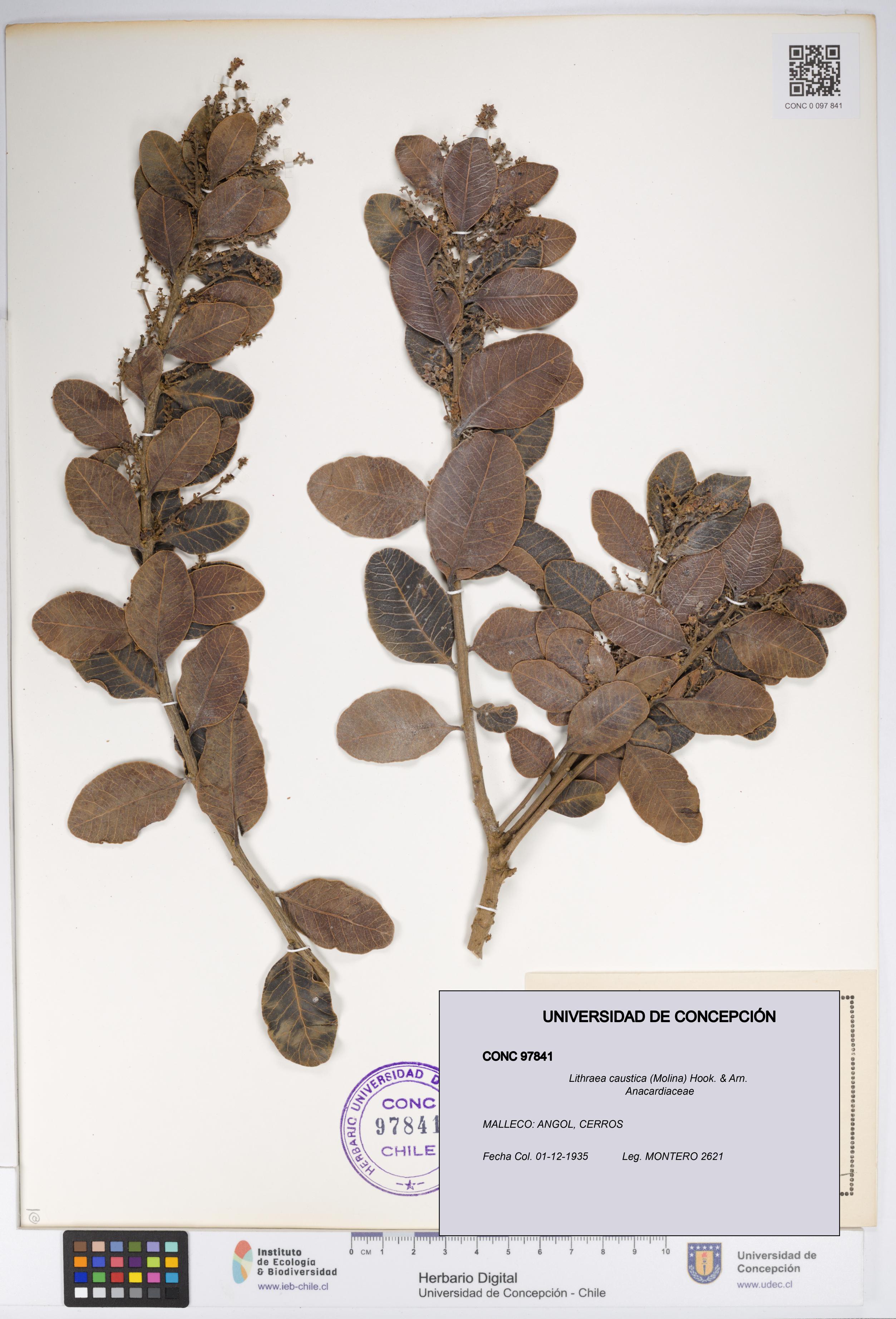 Lithraea caustica [Espécimen: UDEC:CONC:0097841]