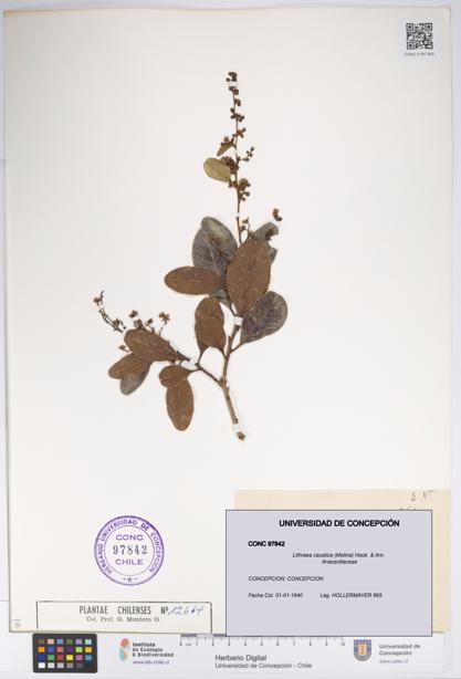 Lithraea caustica [Espécimen: UDEC:CONC:0097842]