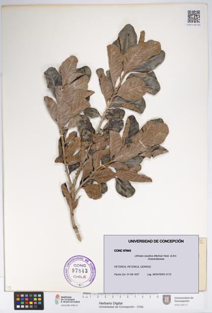 Lithraea caustica [Espécimen: UDEC:CONC:0097843]