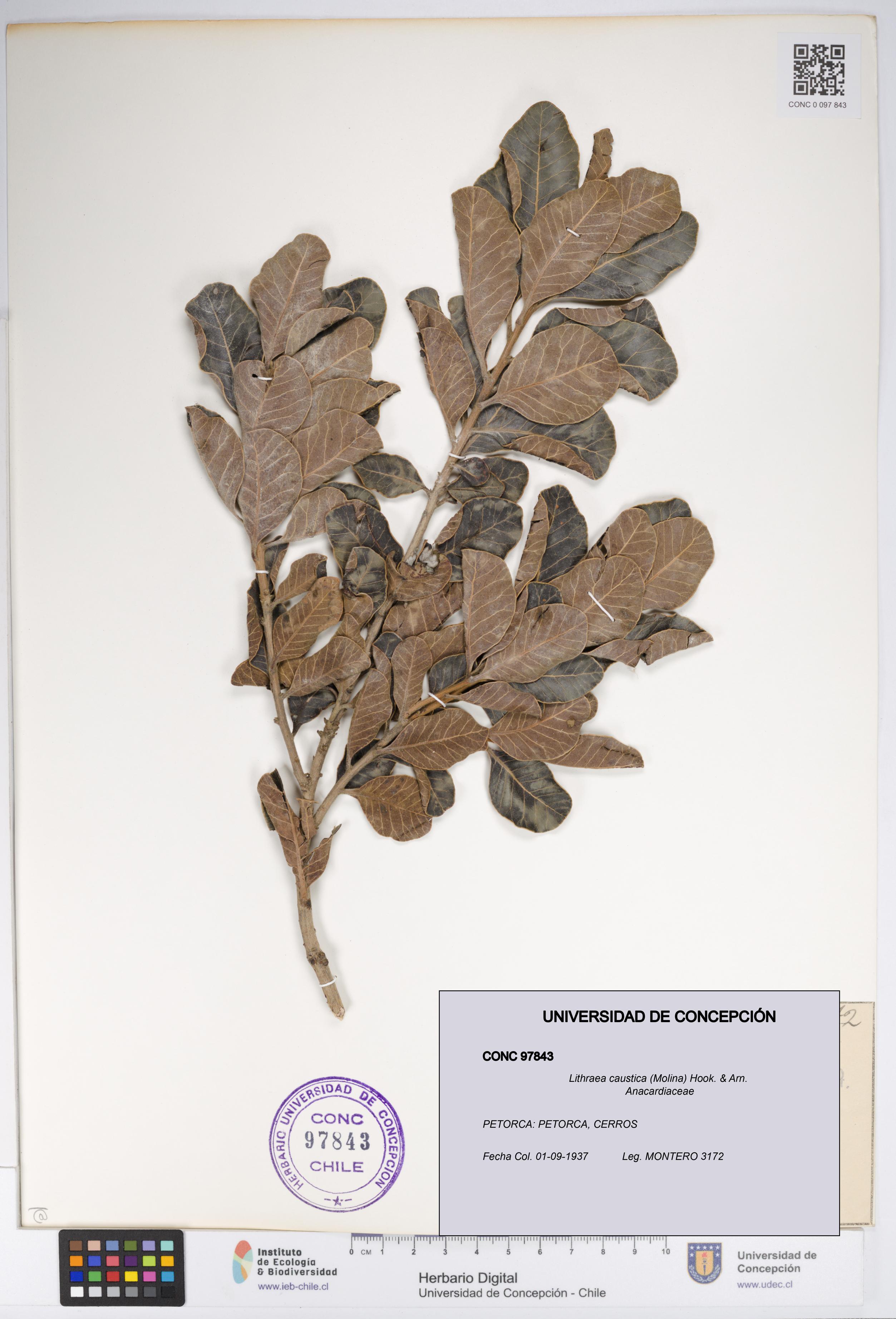 Lithraea caustica [Espécimen: UDEC:CONC:0097843]