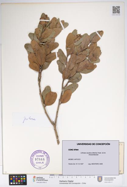 Lithraea caustica [Espécimen: UDEC:CONC:0097844]