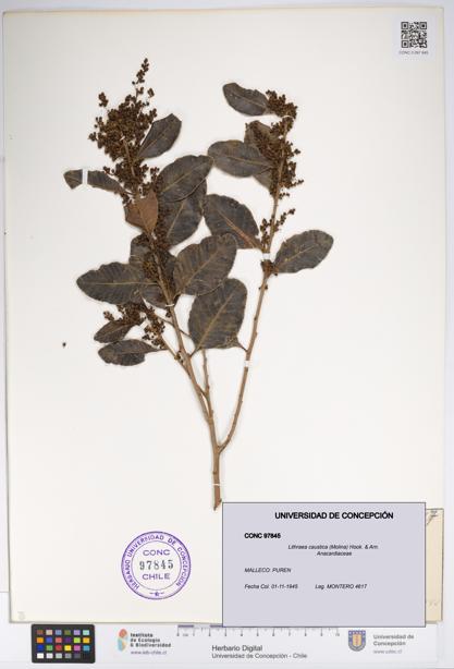 Lithraea caustica [Espécimen: UDEC:CONC:0097845]