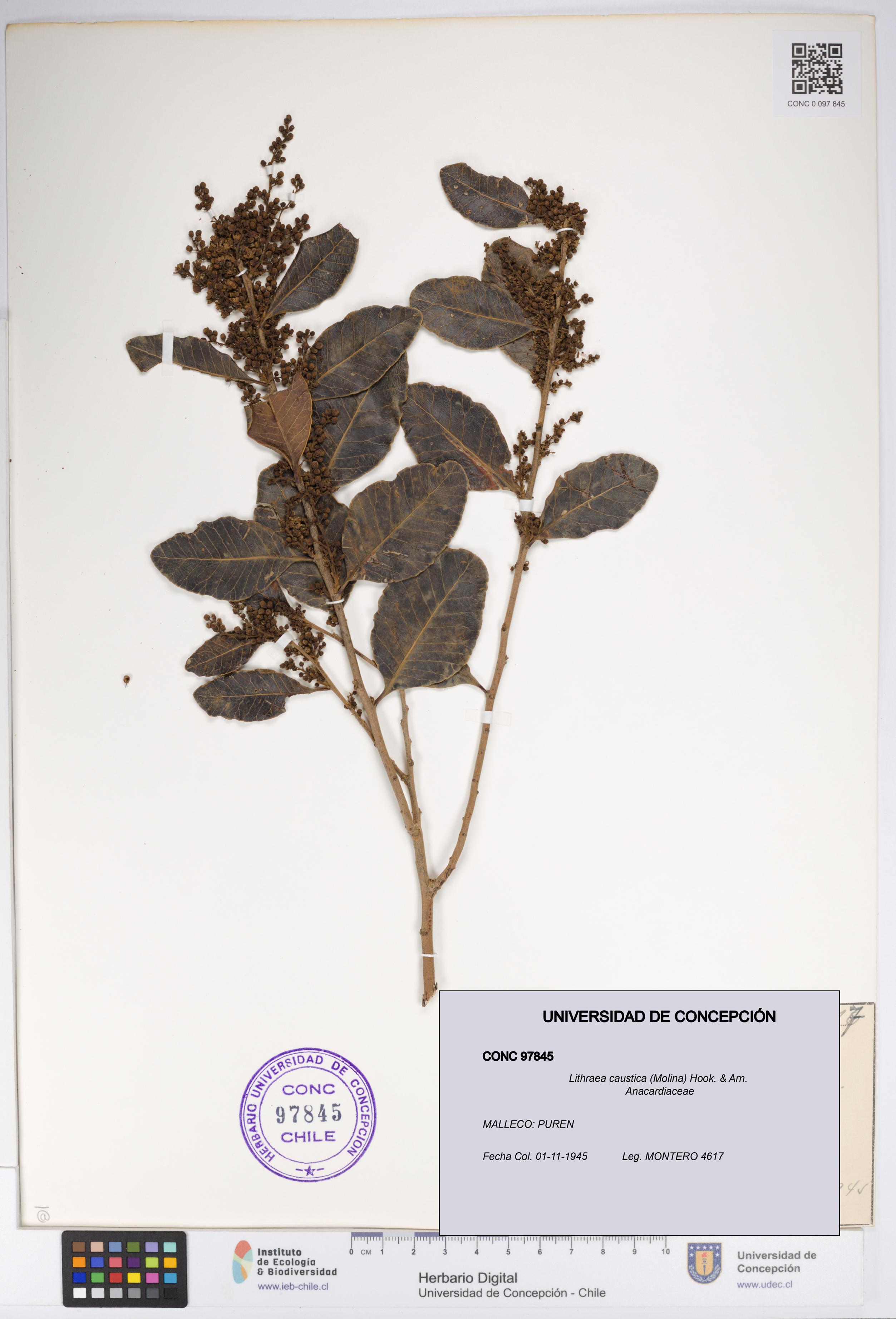 Lithraea caustica [Espécimen: UDEC:CONC:0097845]