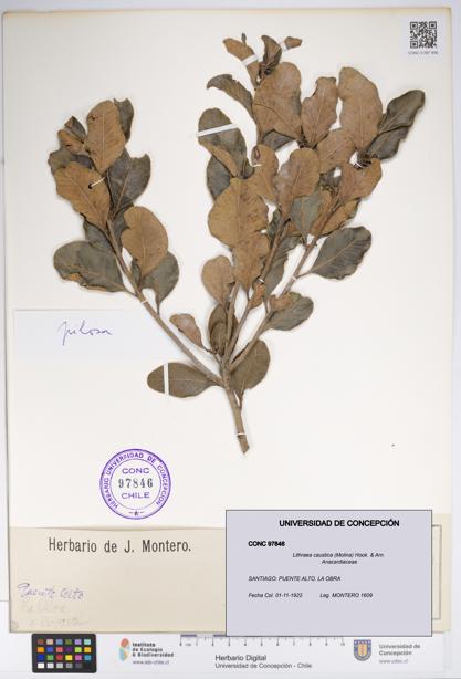 Lithraea caustica [Espécimen: UDEC:CONC:0097846]