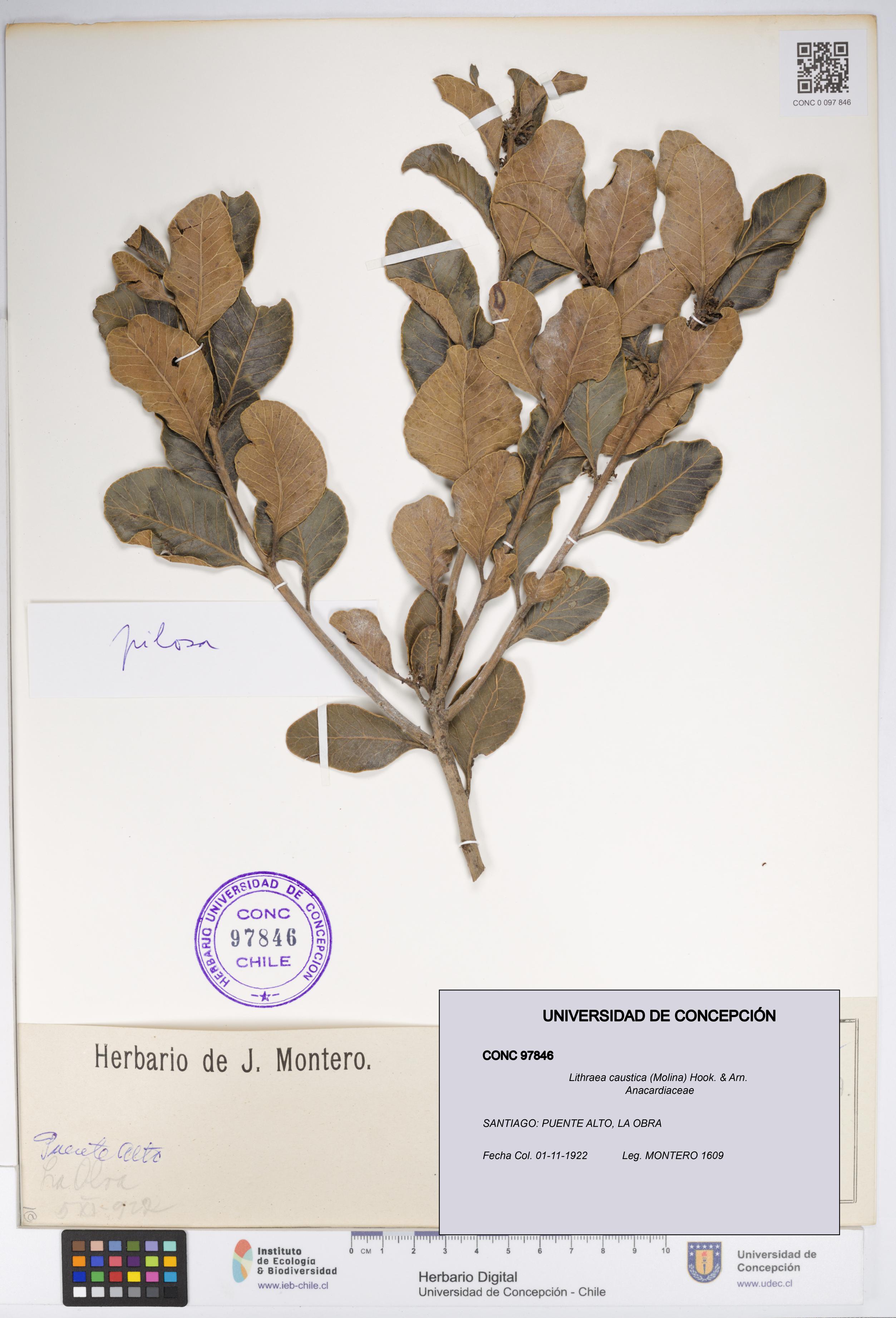 Lithraea caustica [Espécimen: UDEC:CONC:0097846]