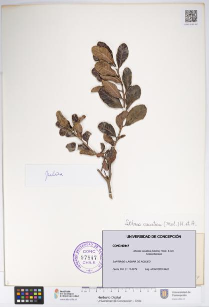 Lithraea caustica [Espécimen: UDEC:CONC:0097847]