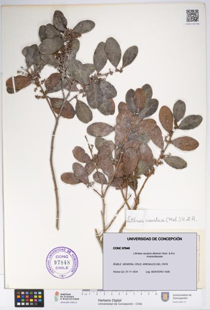 Lithraea caustica [Espécimen: UDEC:CONC:0097848]