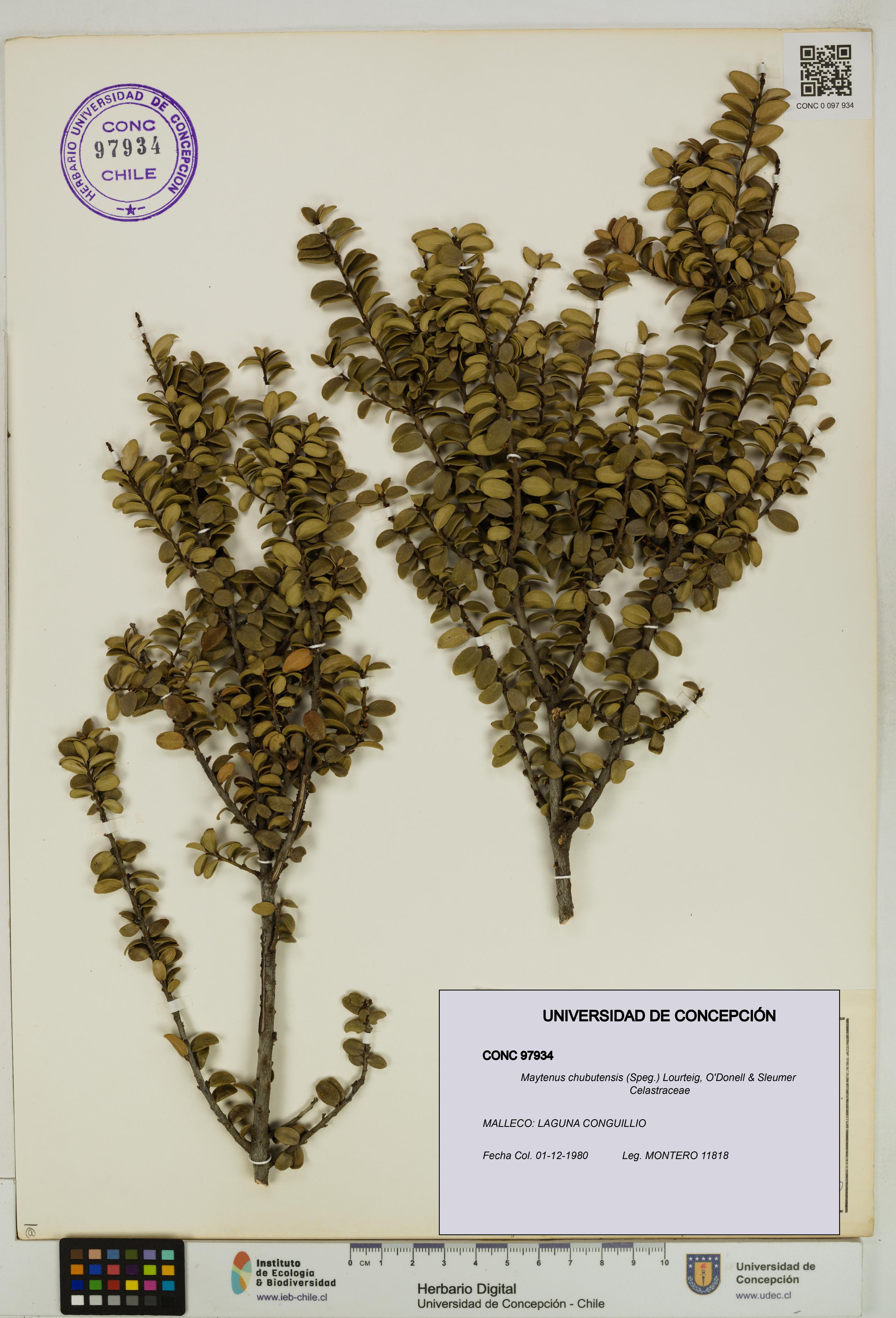 Maytenus chubutensis [Espécimen: UDEC:CONC:0097934]
