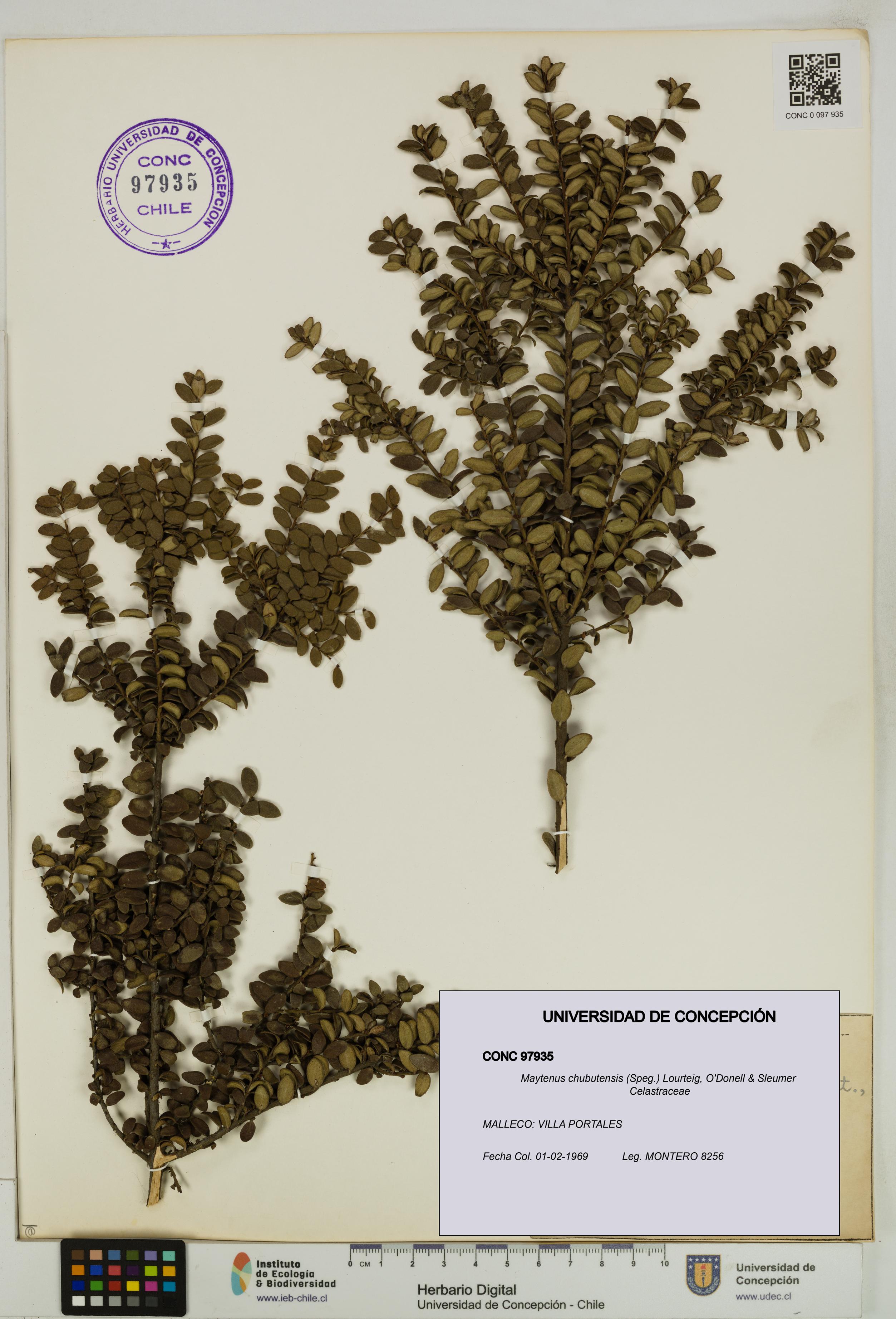 Maytenus chubutensis [Espécimen: UDEC:CONC:0097935]