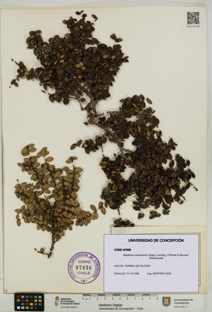 Maytenus chubutensis [Espécimen: UDEC:CONC:0097936]