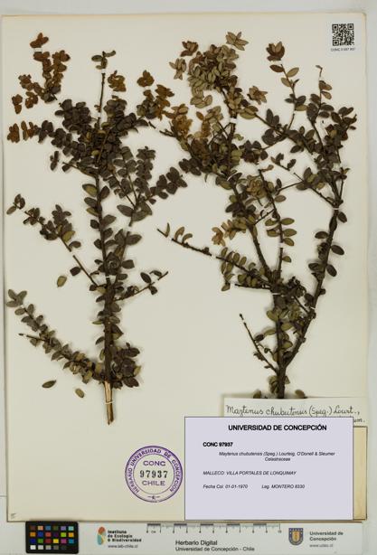 Maytenus chubutensis [Espécimen: UDEC:CONC:0097937]