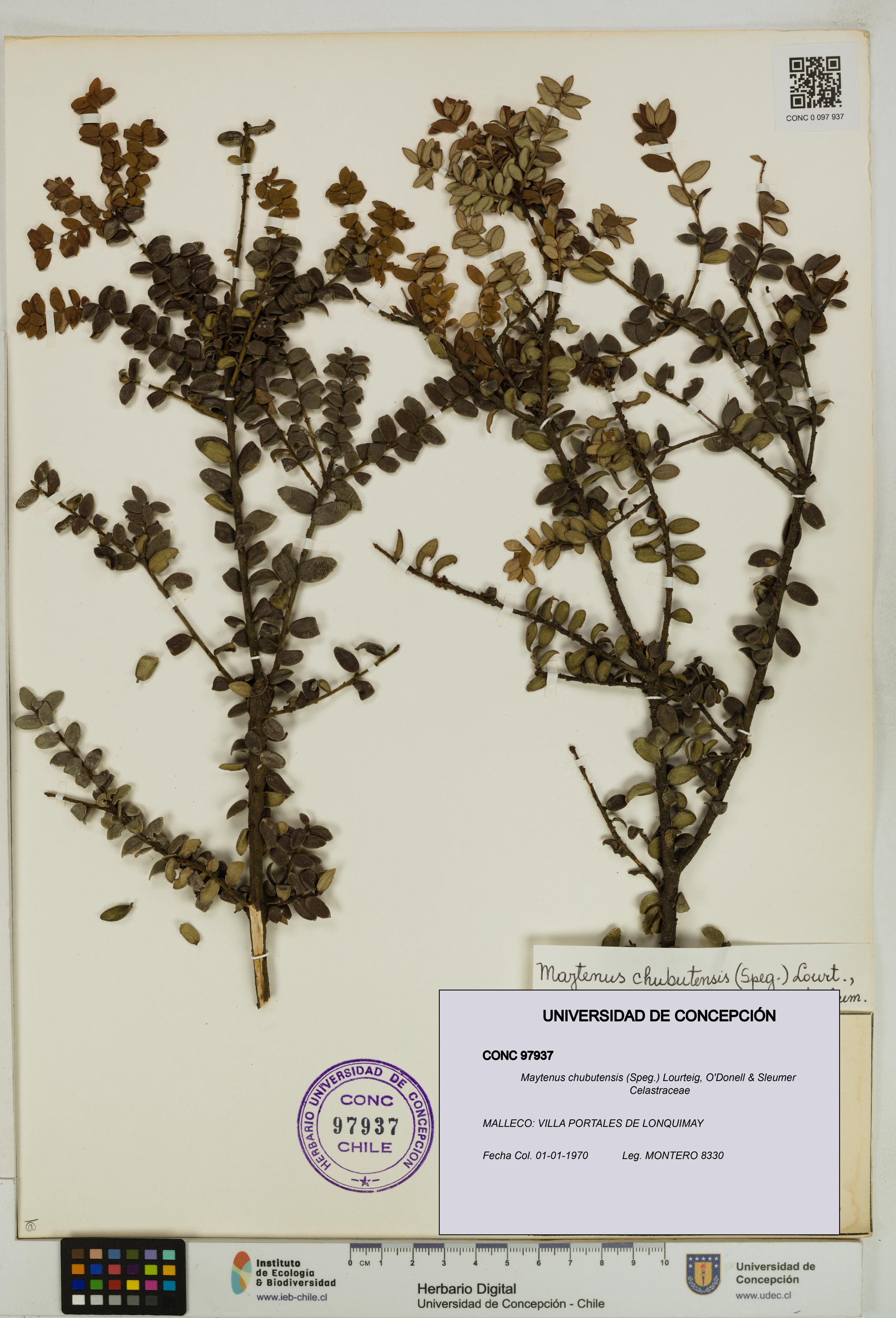 Maytenus chubutensis [Espécimen: UDEC:CONC:0097937]