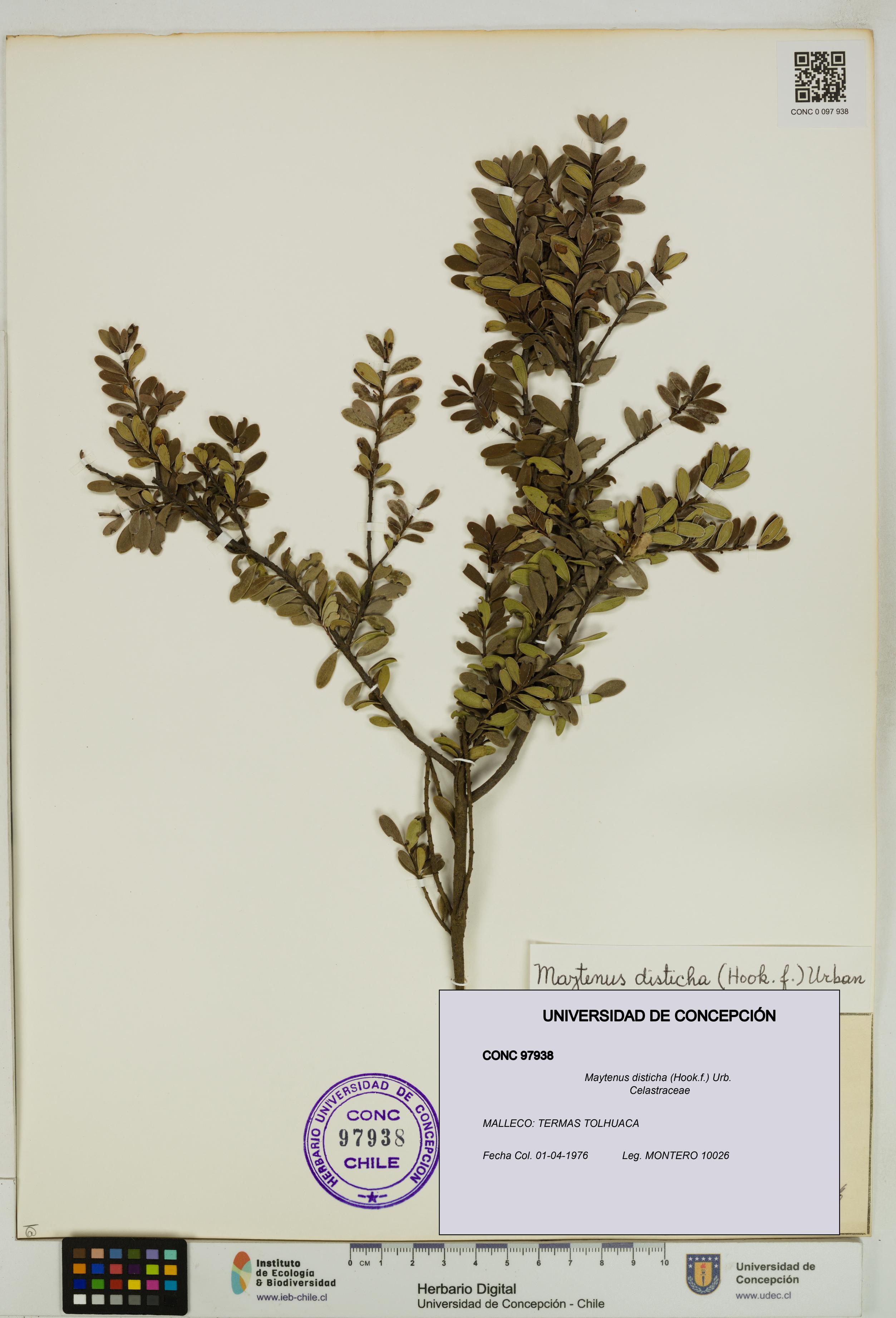 Maytenus disticha [Espécimen: UDEC:CONC:0097938]