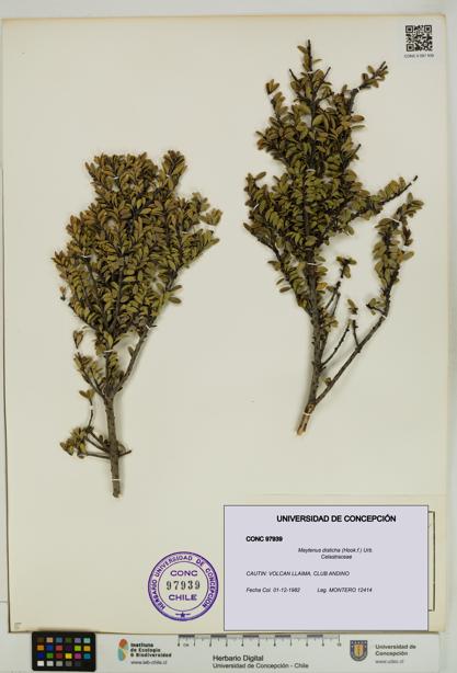 Maytenus disticha [Espécimen: UDEC:CONC:0097939]