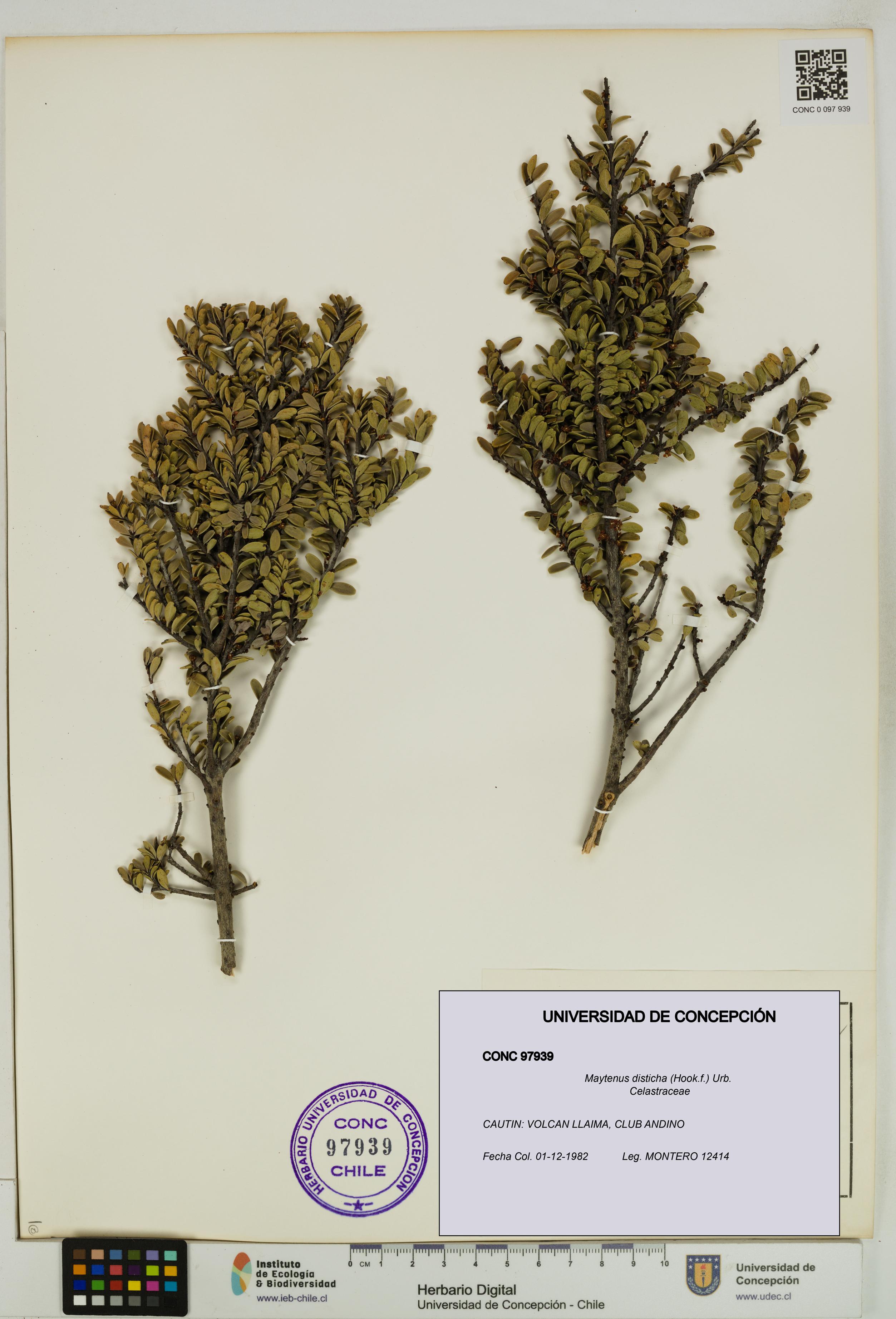 Maytenus disticha [Espécimen: UDEC:CONC:0097939]