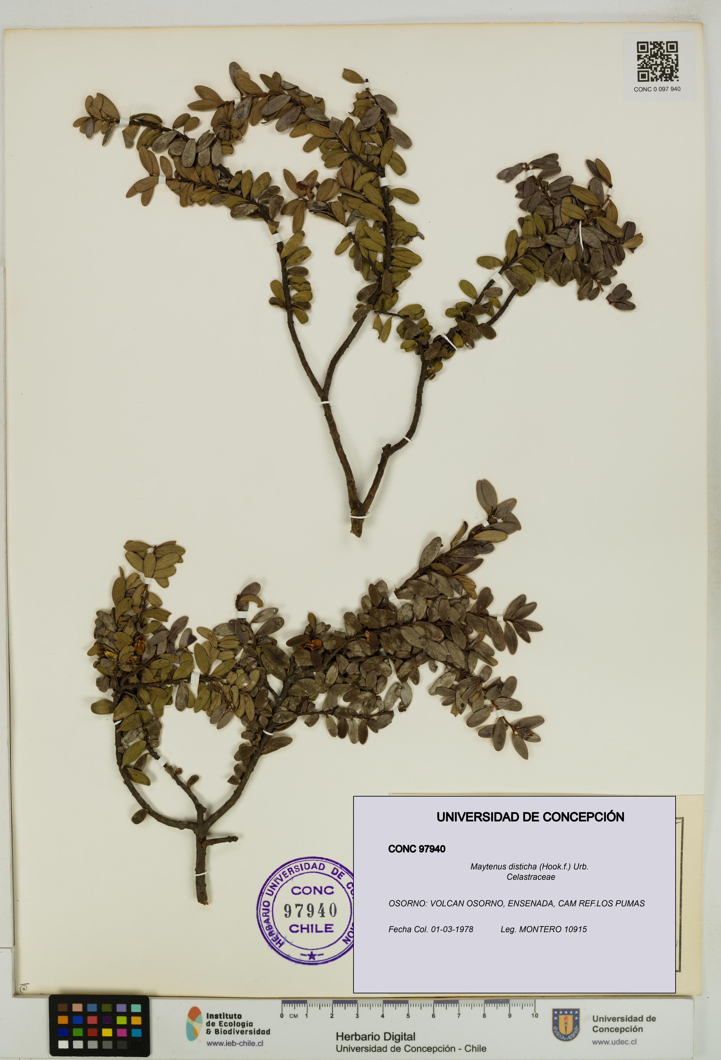 Maytenus disticha [Espécimen: UDEC:CONC:0097940]