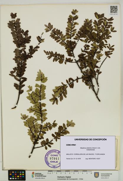 Maytenus disticha [Espécimen: UDEC:CONC:0097941]
