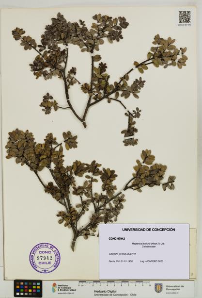 Maytenus disticha [Espécimen: UDEC:CONC:0097942]