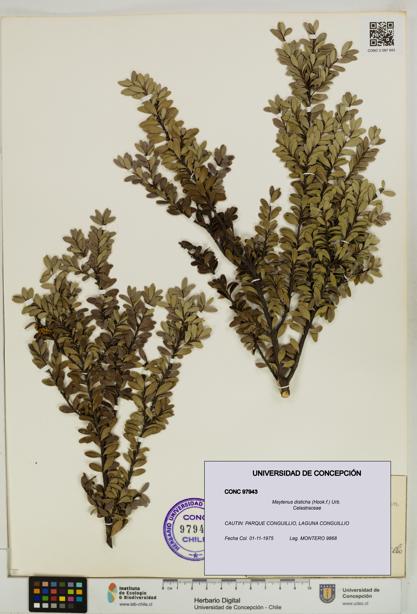 Maytenus disticha [Espécimen: UDEC:CONC:0097943]